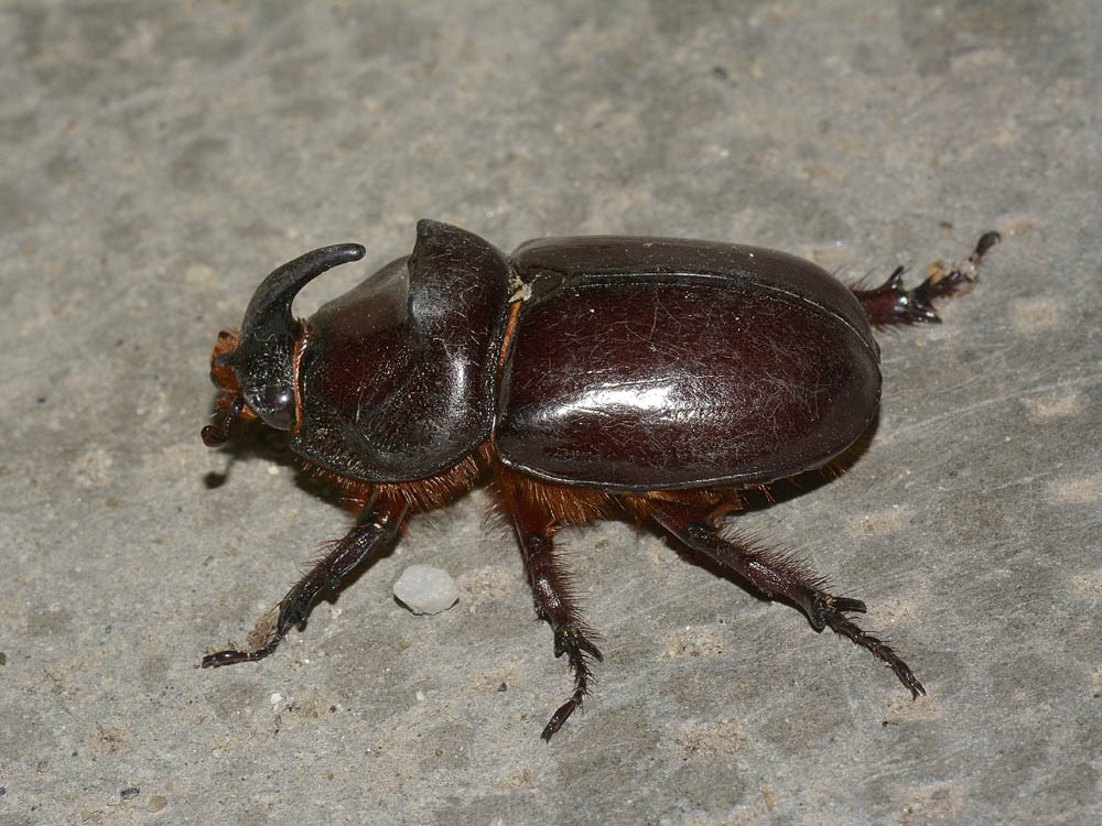 Oryctes nasicornis